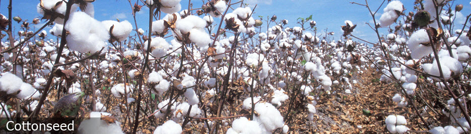 Oilseeds Cottonseed